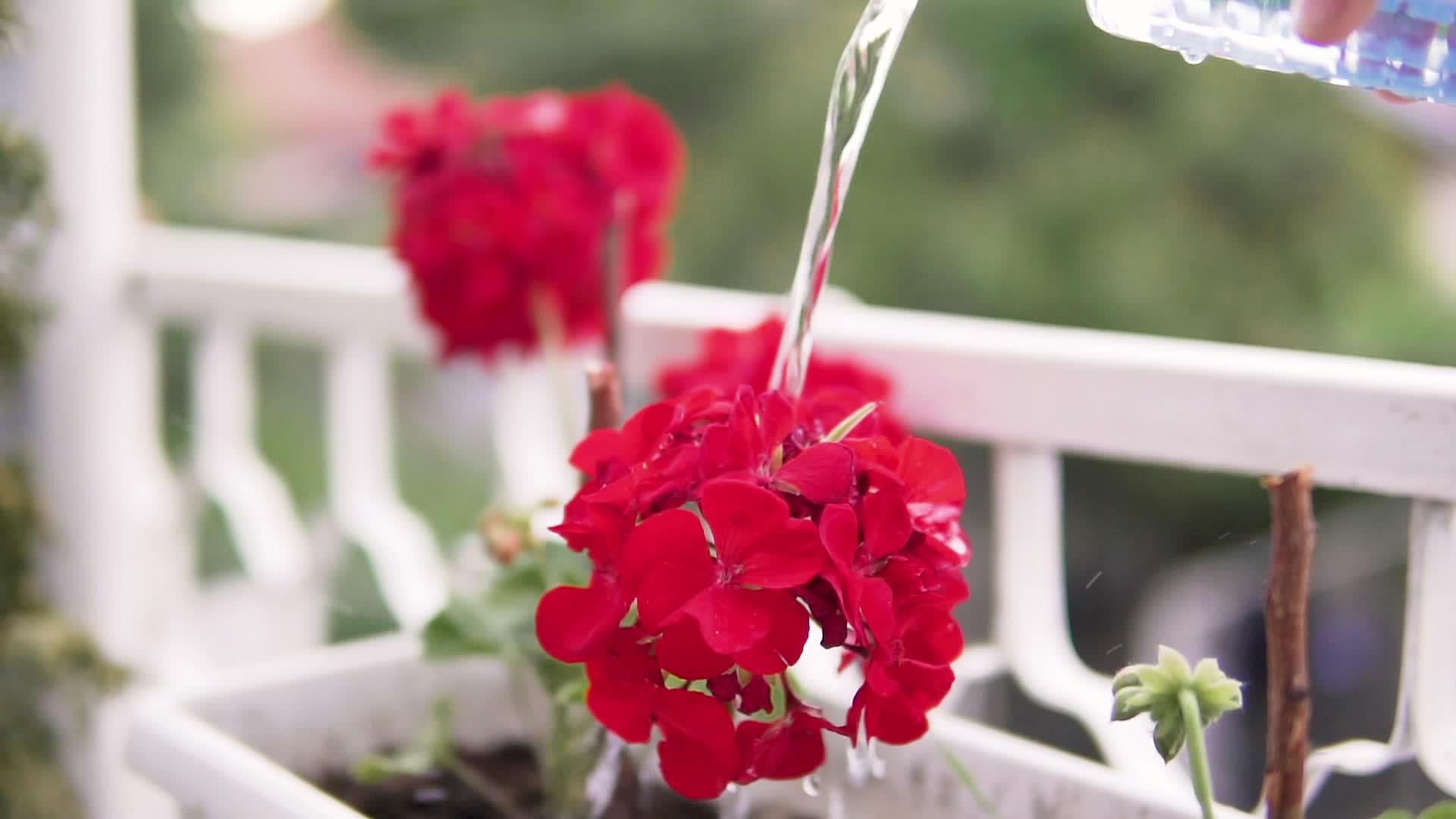 在红花上泼水慢慢流动视频的预览图