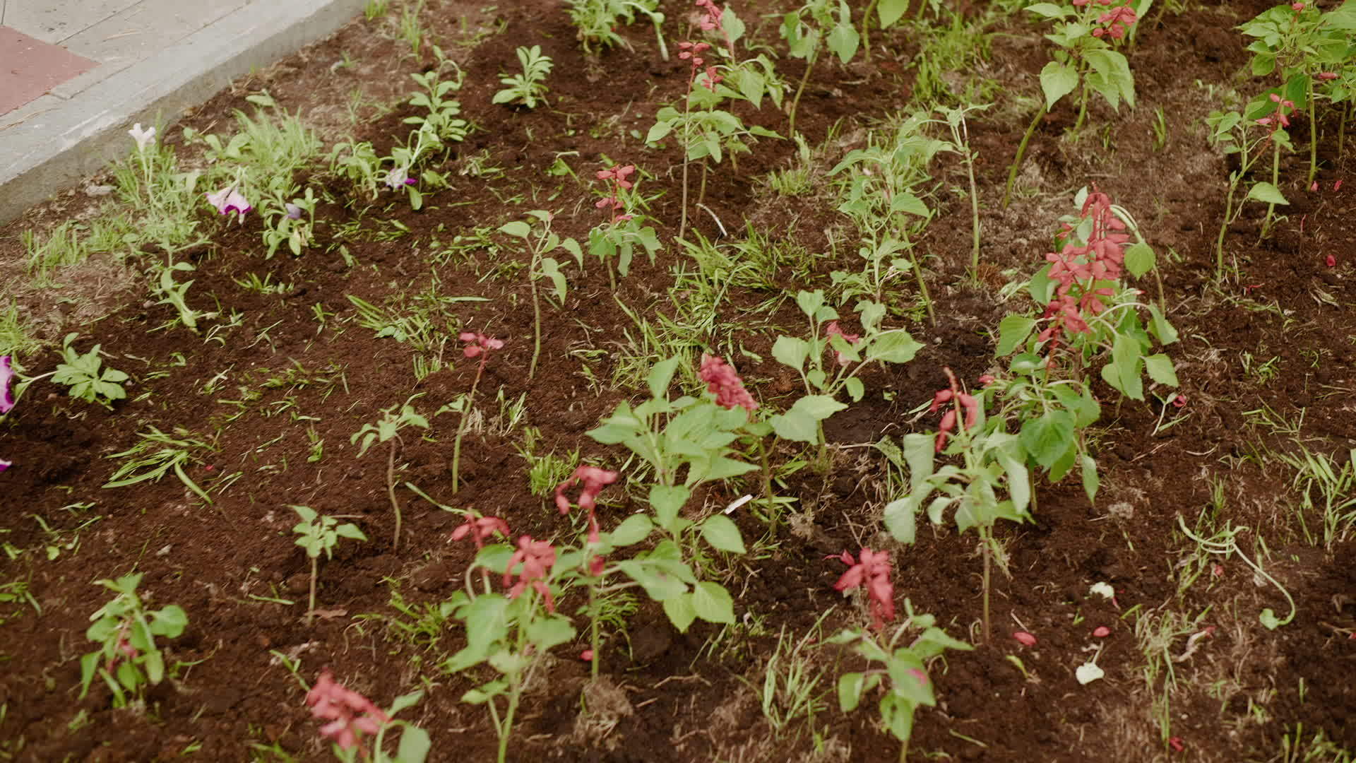 城市公园春天花坛上盛开的红花夏天绿草坪上的花园视频的预览图