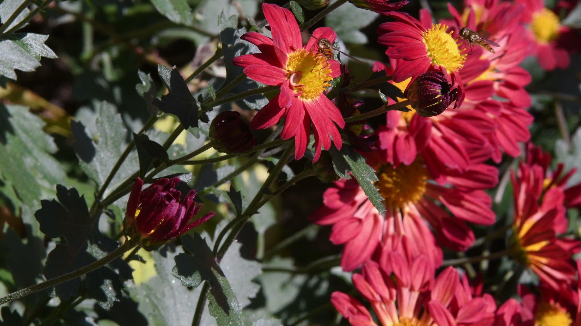 一个阳光明媚的日子红花和蜜蜂视频的预览图