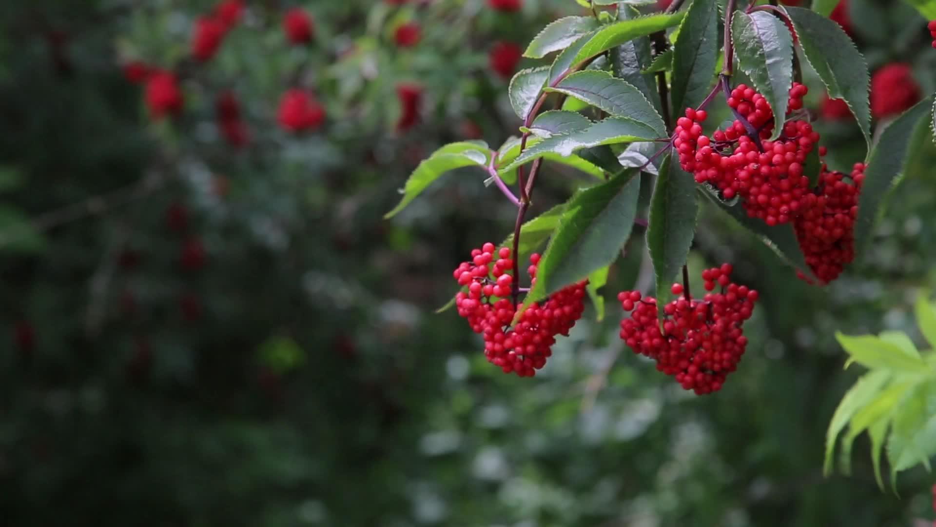 大片药用红树灌木毒草林视频的预览图