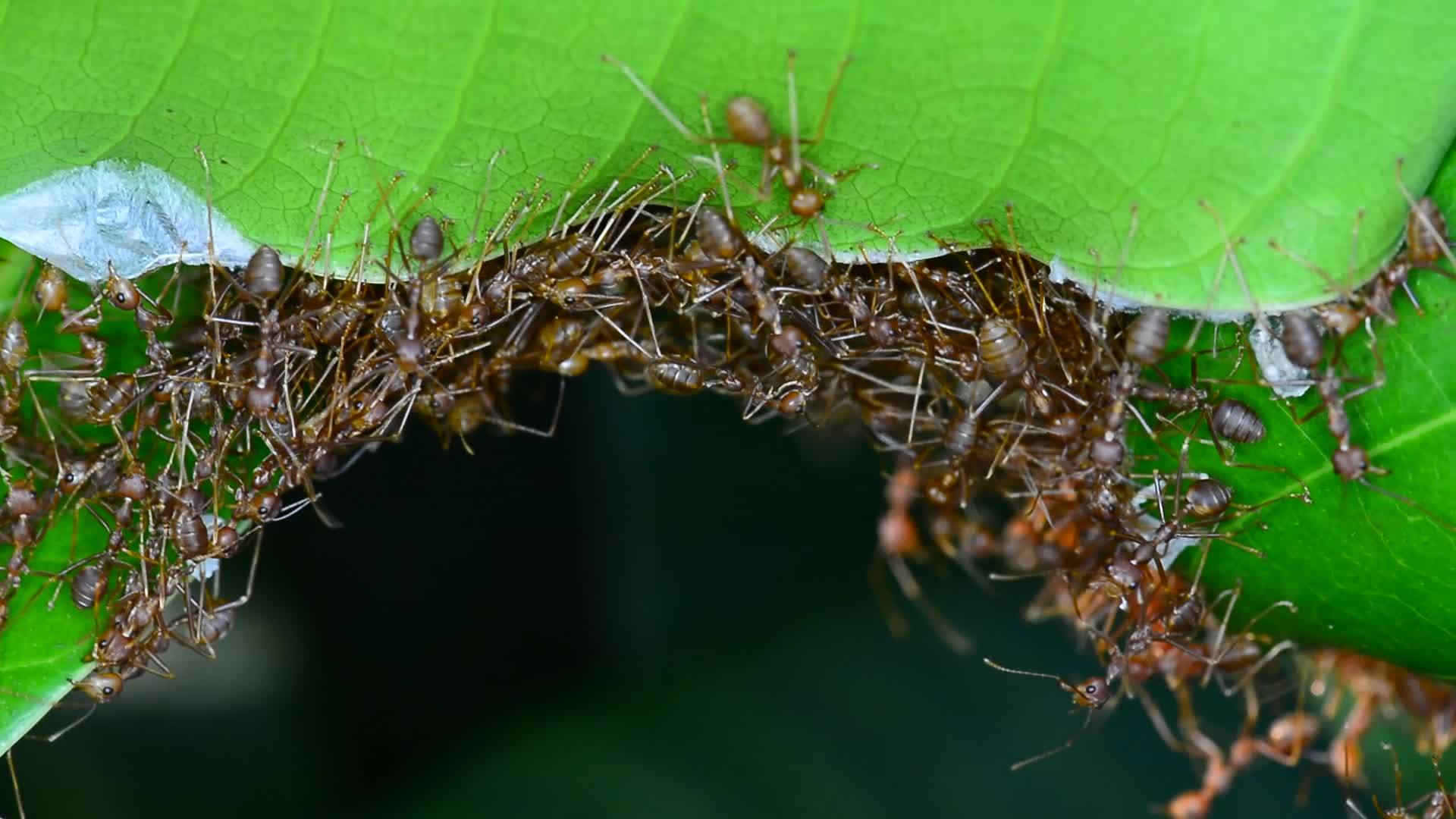 试图筑巢的蚂蚁视频的预览图