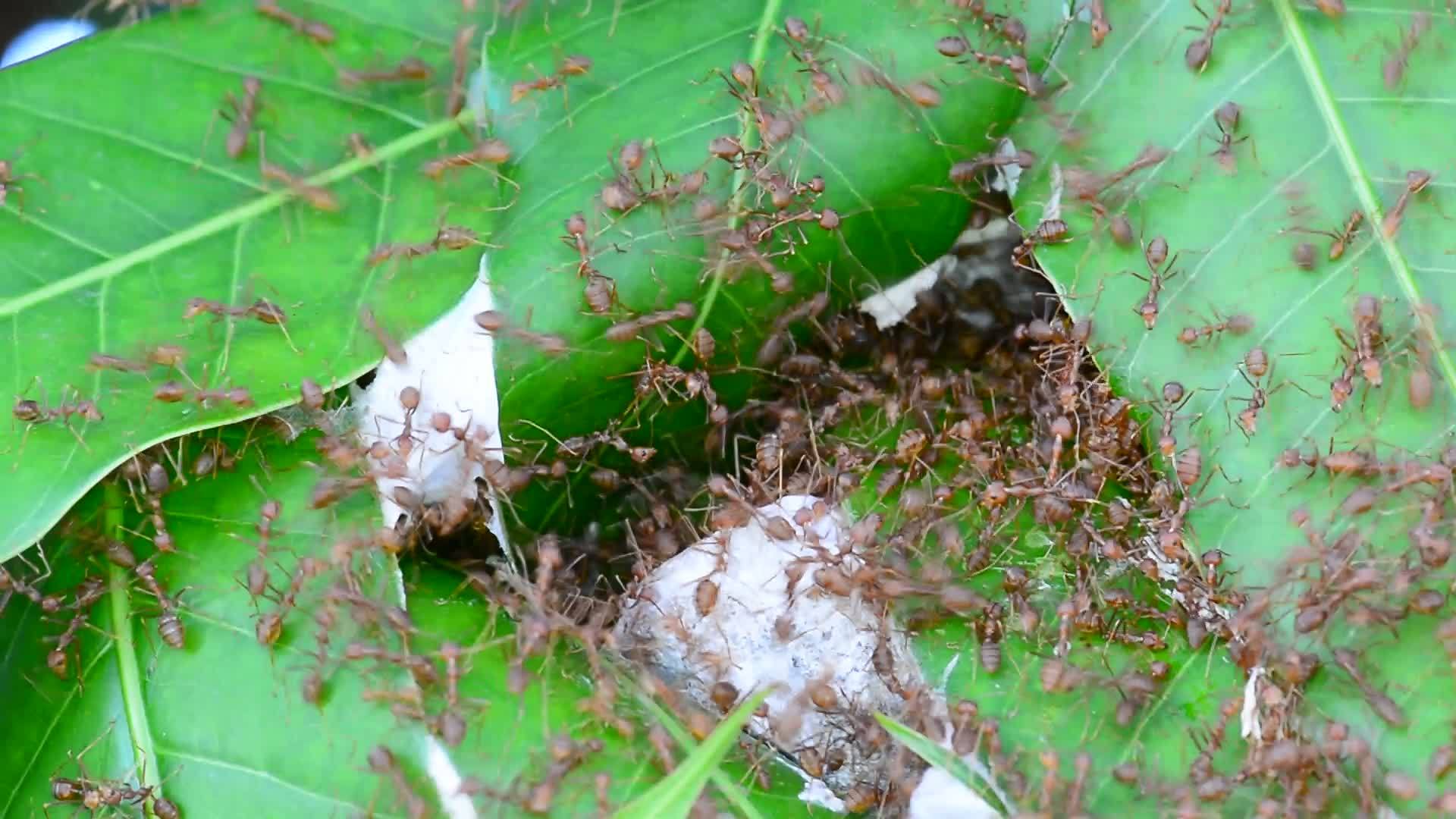 蚂蚁正在修复巢穴视频的预览图