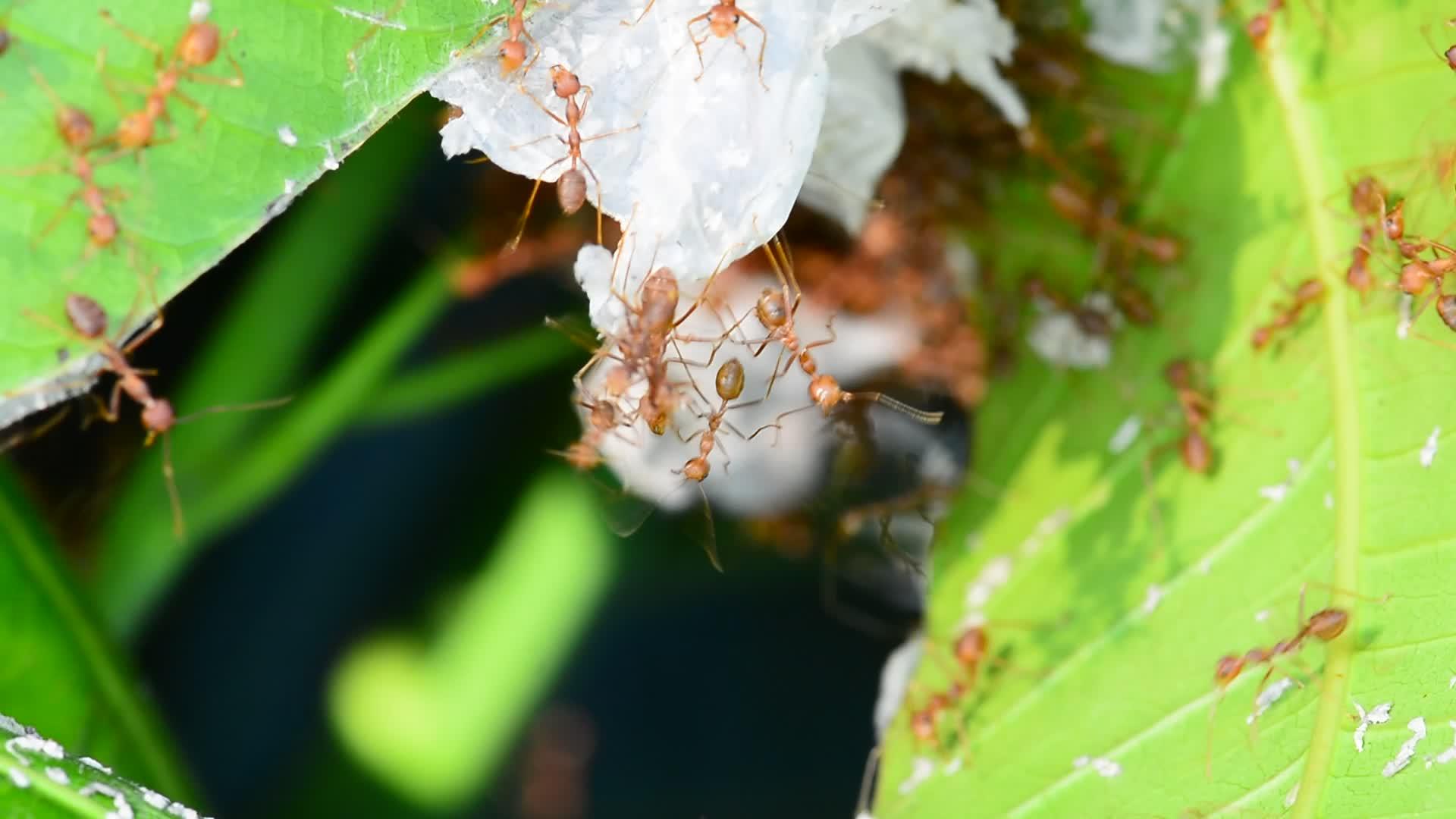 蚂蚁侦察芒果叶视频的预览图