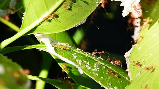 蚂蚁在芒果叶上行走视频的预览图
