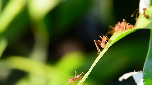 蚂蚁在芒果叶上行走视频的预览图