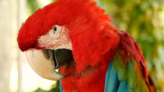 红色在热带丛林森林中amazon红斑鹦鹉或视频的预览图