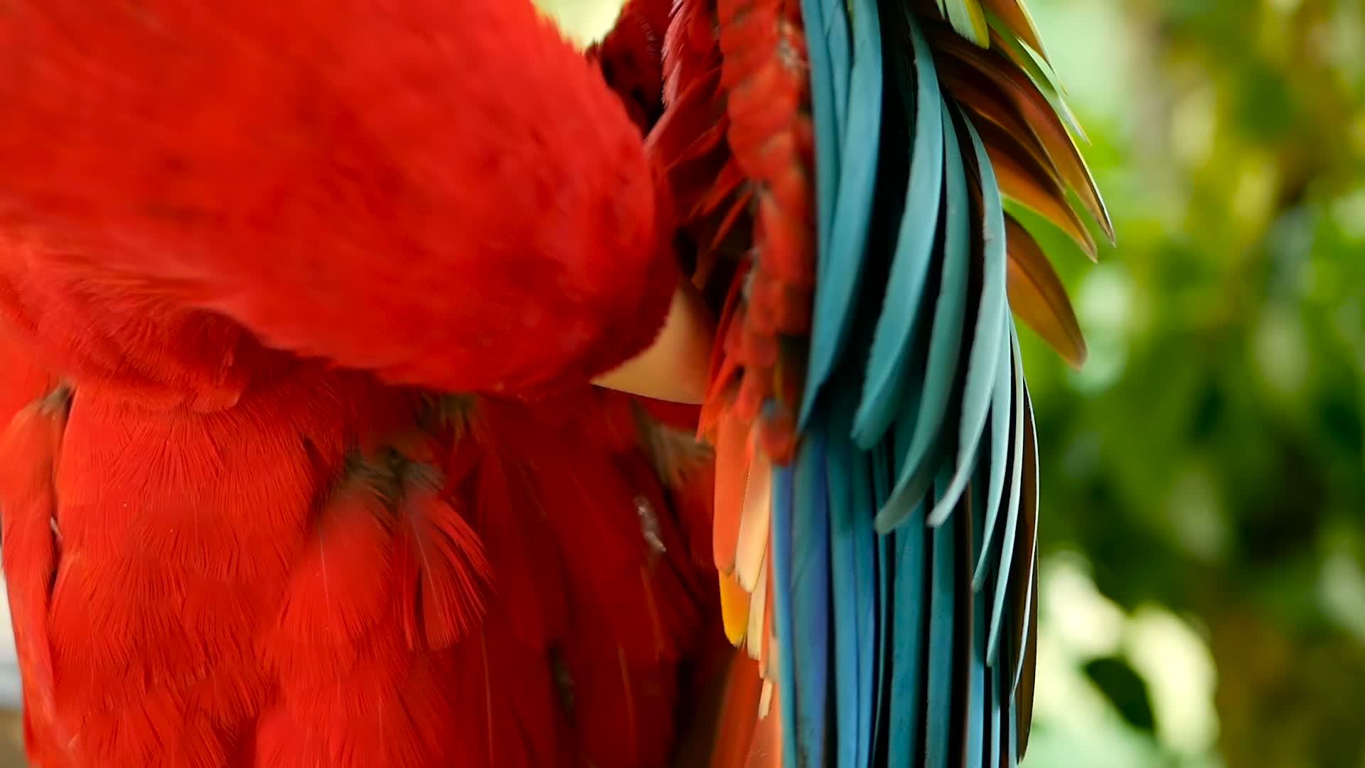 红色在热带丛林森林中amazon红斑鹦鹉或视频的预览图