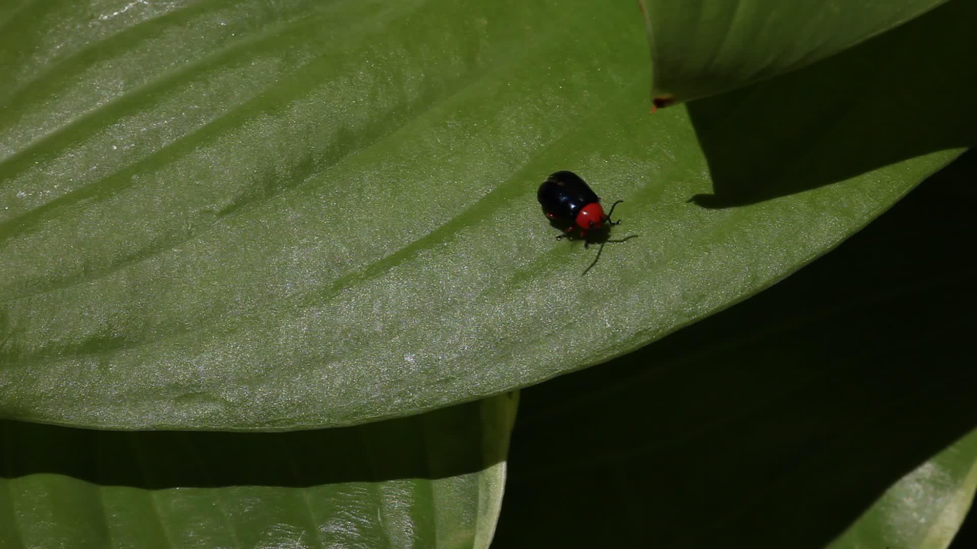 红甲虫在叶子上飞走视频的预览图