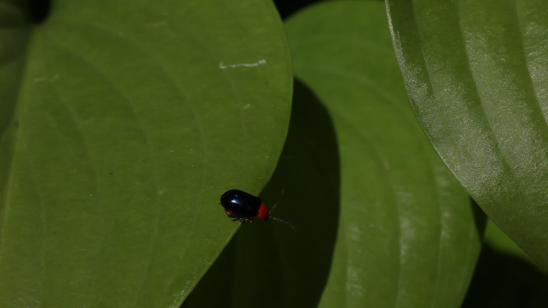 红甲虫和黑甲虫视频的预览图