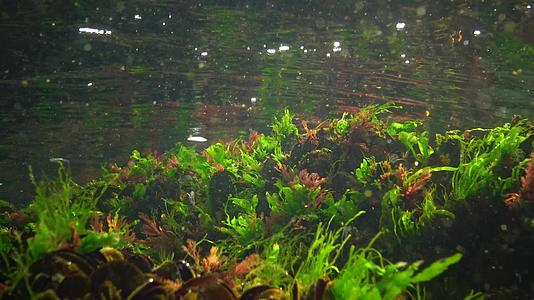 黑海藻黑海底红藻和绿藻乌尔瓦甲状腺视频的预览图