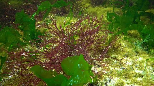 黑海藻黑海底红藻和绿藻乌尔瓦甲状腺视频的预览图