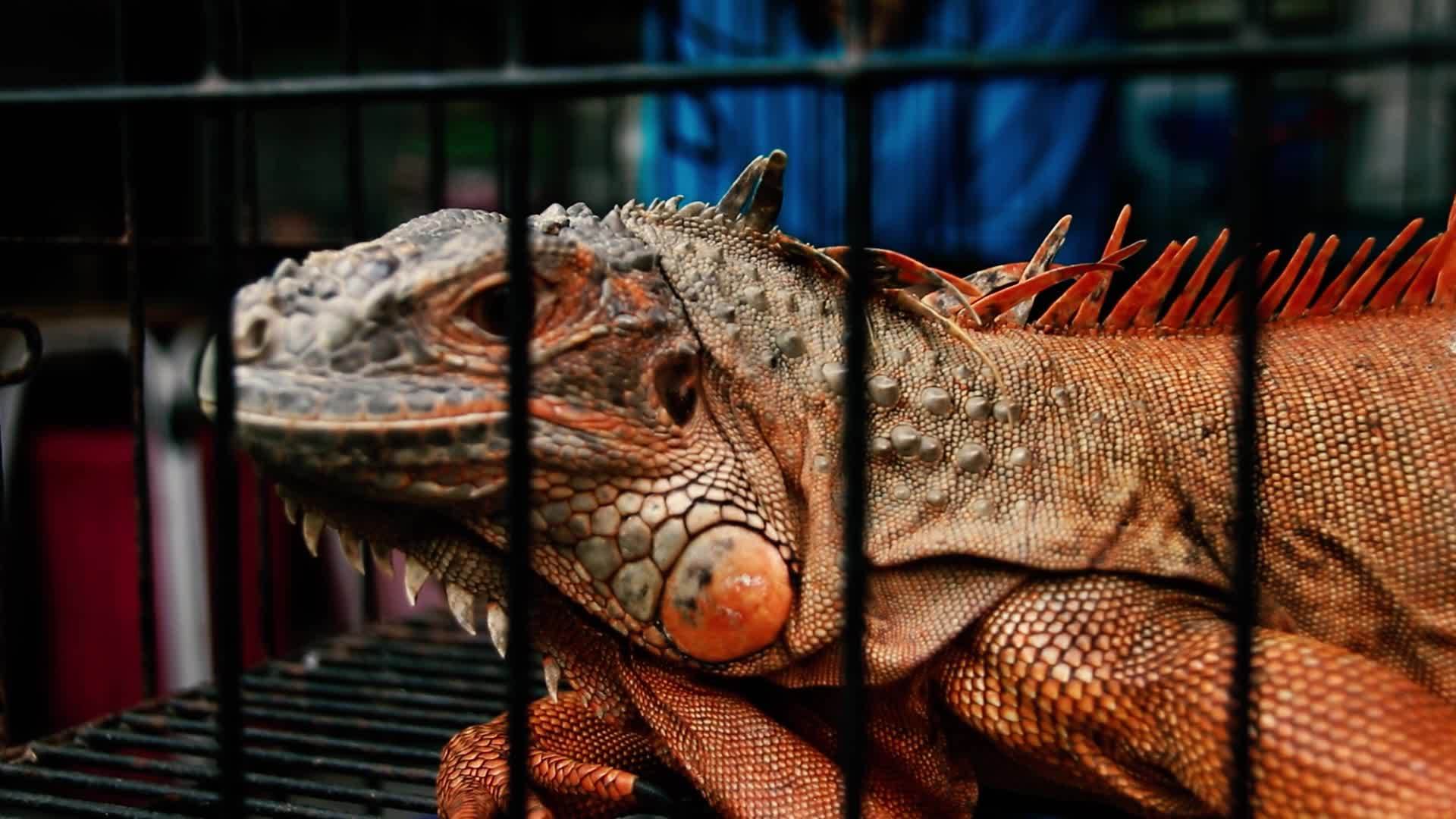 红蜥蜴在笼子里视频的预览图