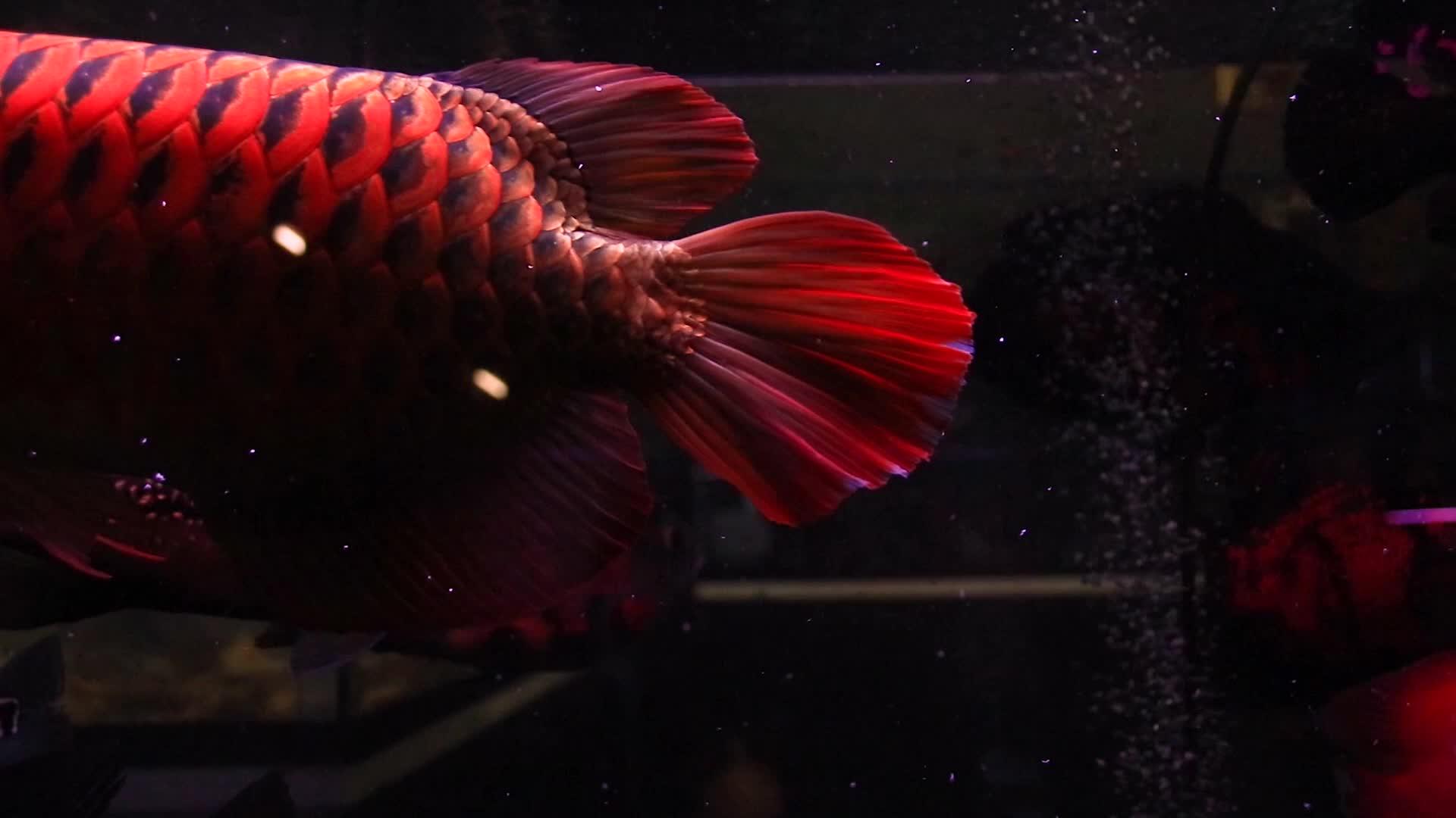 亚述大龙鱼红scleropagesfortoosus视频的预览图