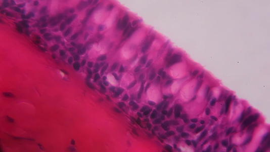 显微镜下无齿鳃纤毛上皮-白色背景中抽象的粉色和紫色视频的预览图