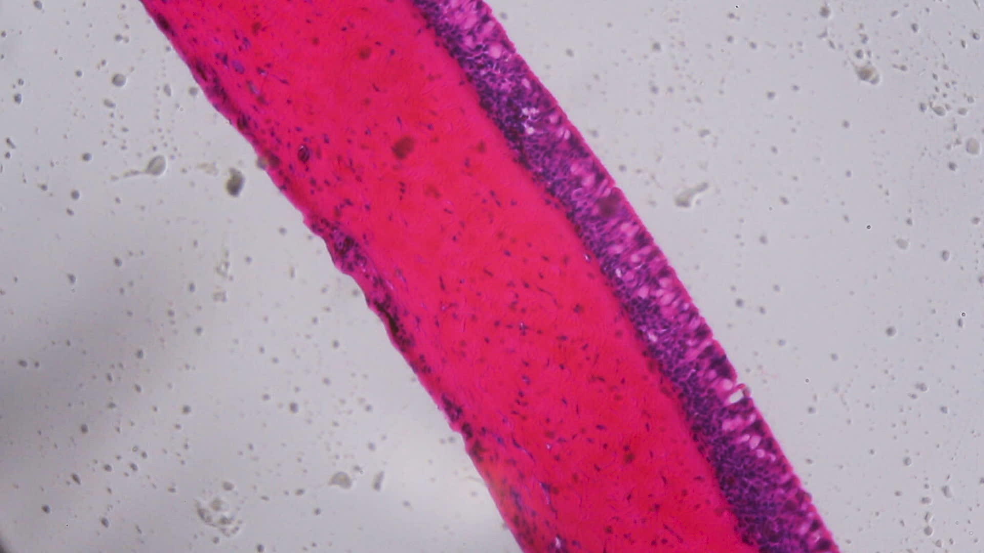显微镜下无齿鳃纤毛上皮-白色背景中抽象的粉色和紫色视频的预览图