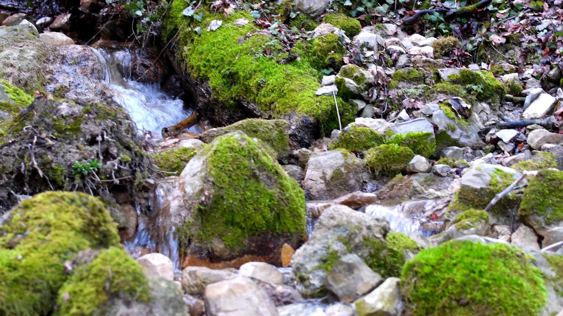 野生岩石小溪的小级联视频的预览图
