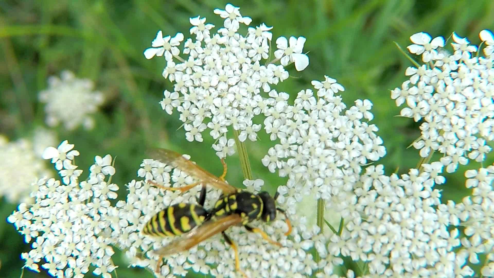 夏天黄纸黄蜂在德国的白花上视频的预览图