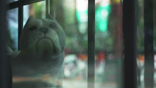 法国斗牛犬雕像在理发店和纹身工作室的窗户上视频的预览图