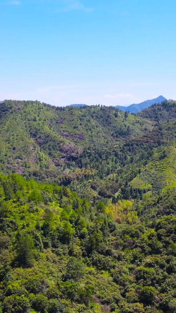 4A景区丽水东西岩山自然森林航拍集合集合视频的预览图