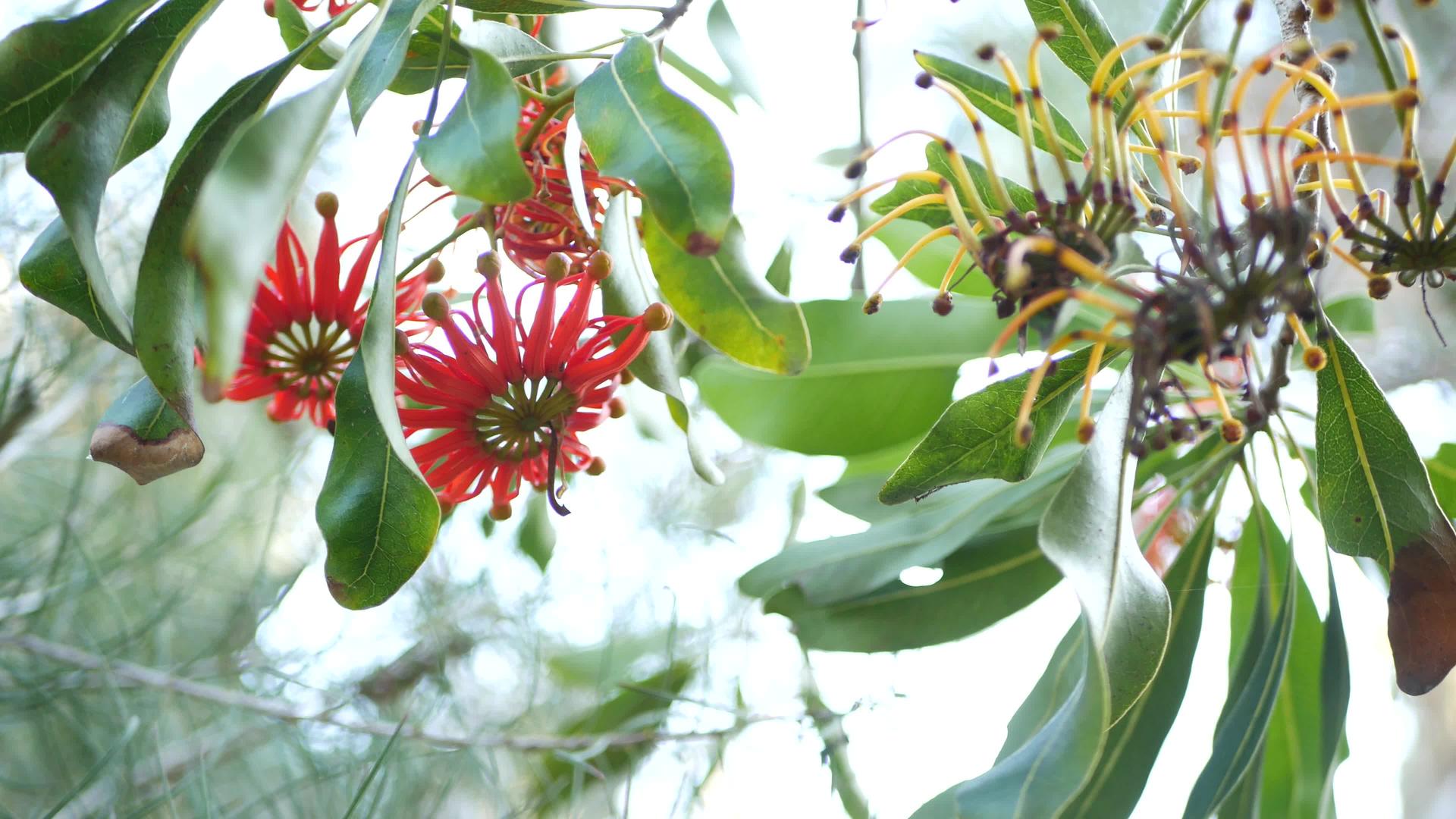 美国加利福尼亚州的火轮树红花stenocarpus视频的预览图