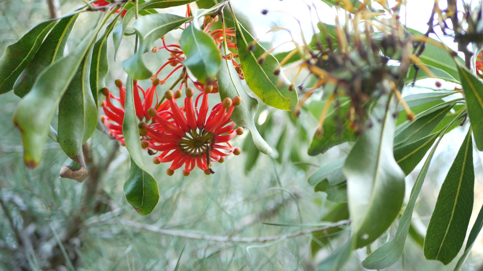 美国加利福尼亚州的火轮树红花stenocarpus视频的预览图