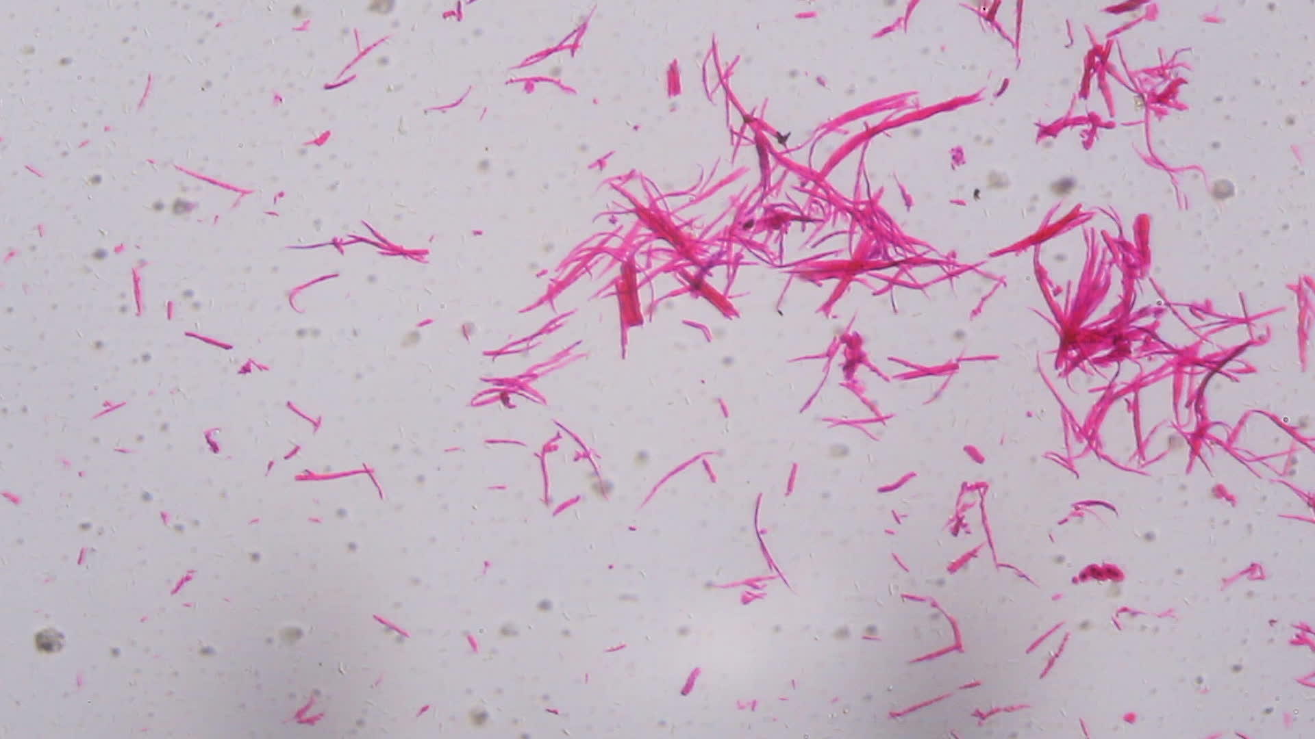 光滑的肌肉在显微镜下分离白色背景上有抽象的粉色线条视频的预览图