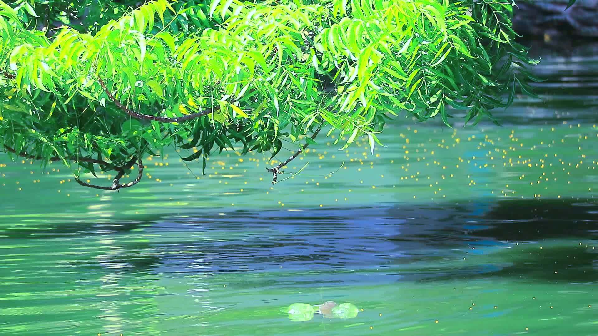 反射树花粉1漂浮在水面上的树枝和表面视频的预览图