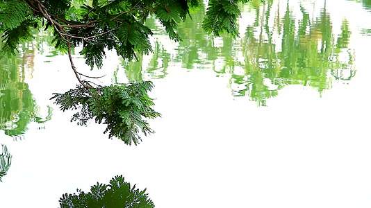 湖面上的树枝和模糊反射视频的预览图