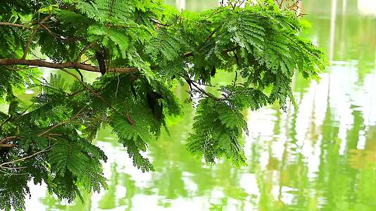 绿树枝和湖水的模糊反射视频的预览图