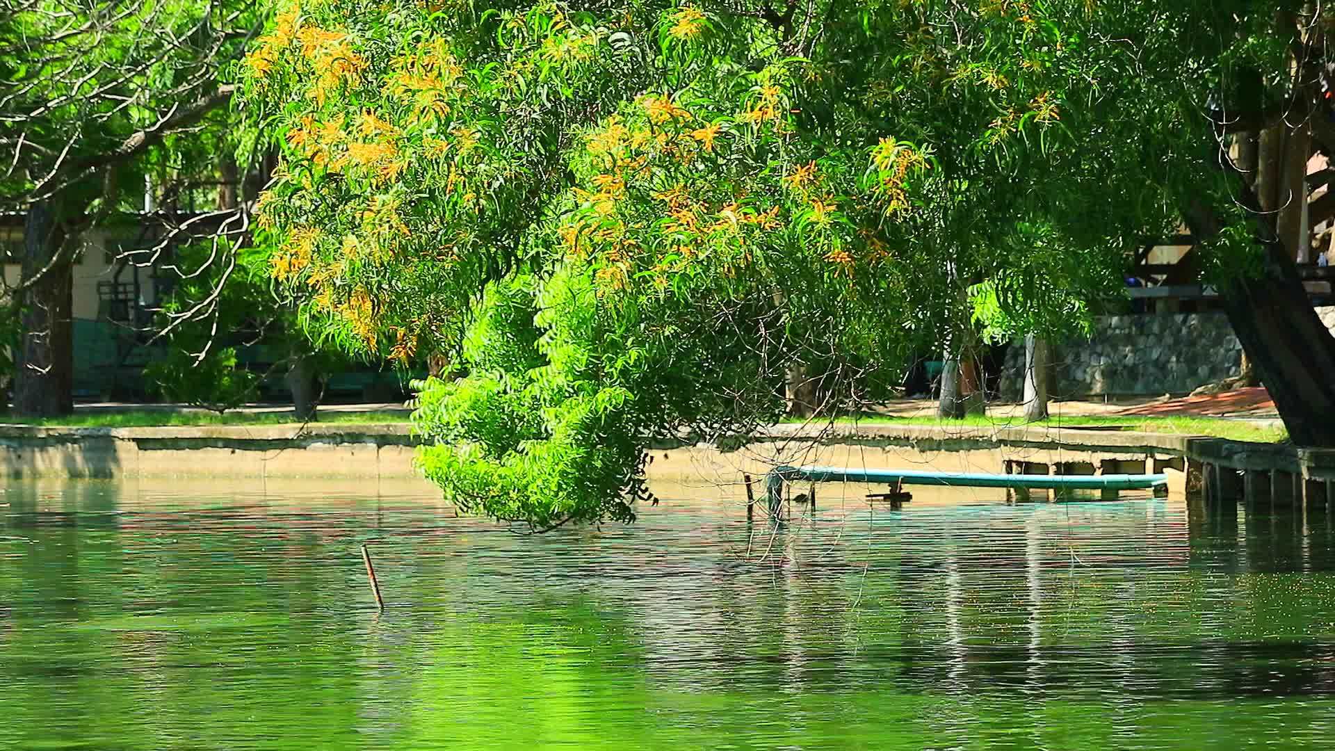 漂浮在地表湖上的水和反射树花粉1视频的预览图
