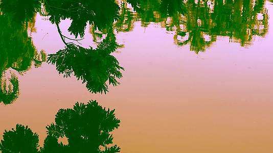 湖面水面上的日落光树枝和模糊反射视频的预览图