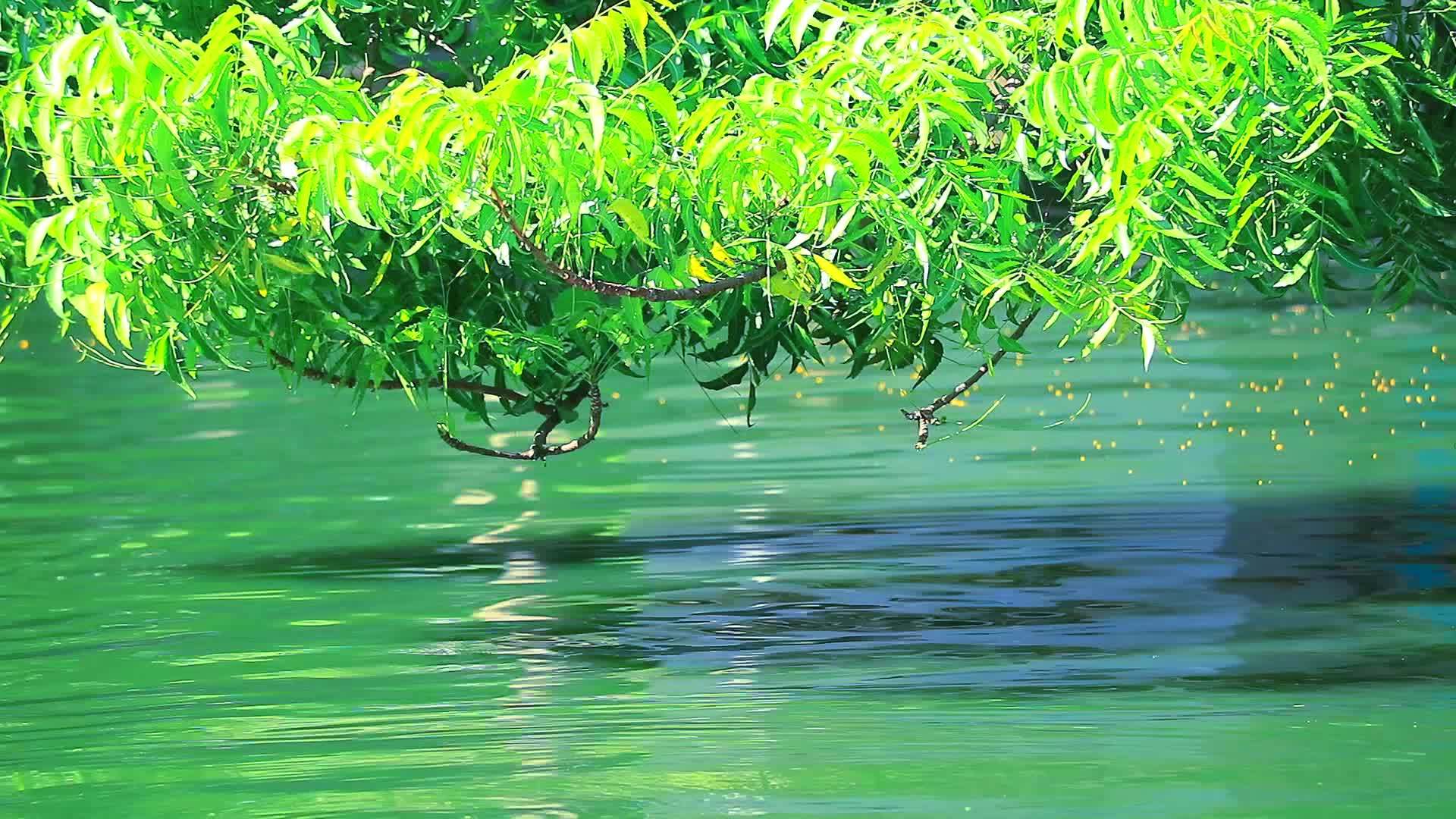 水上的树枝和反射树花粉漂浮在表面视频的预览图