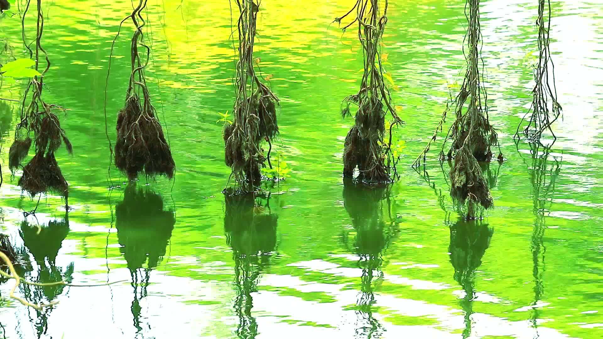 Banyan反射根在湖面上摇晃视频的预览图