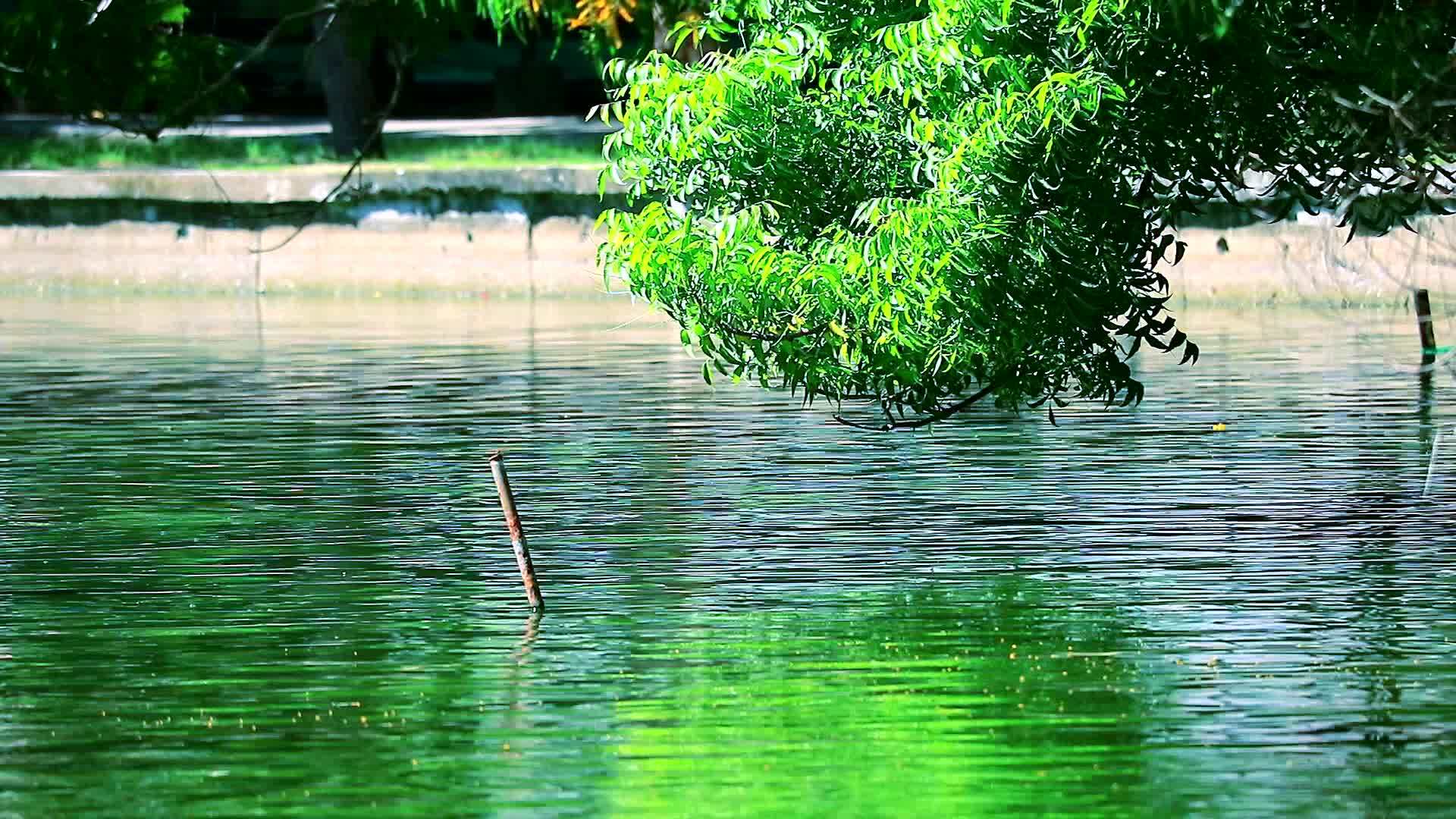 水上的树枝和漂浮在地表湖上的反射树花粉视频的预览图