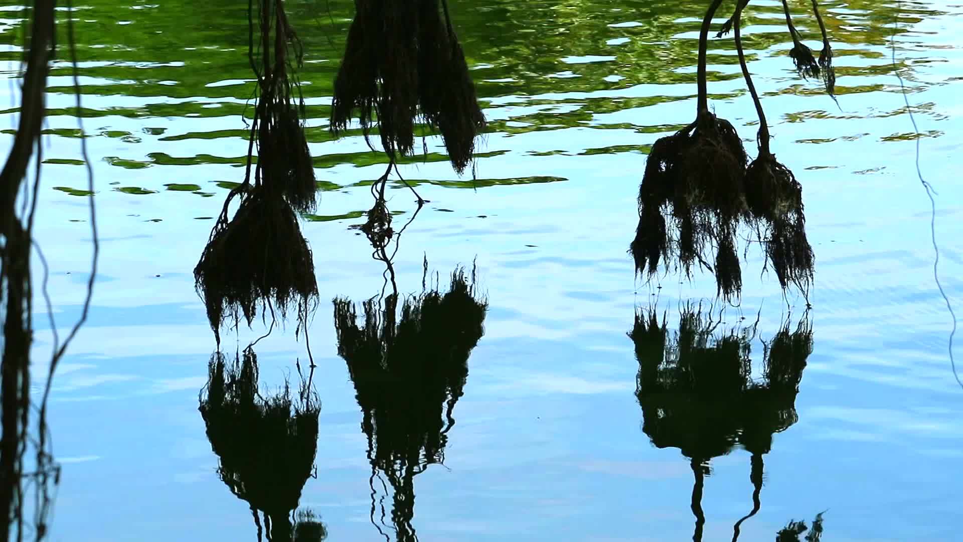 Banyan反射根4在湖面上摇晃视频的预览图