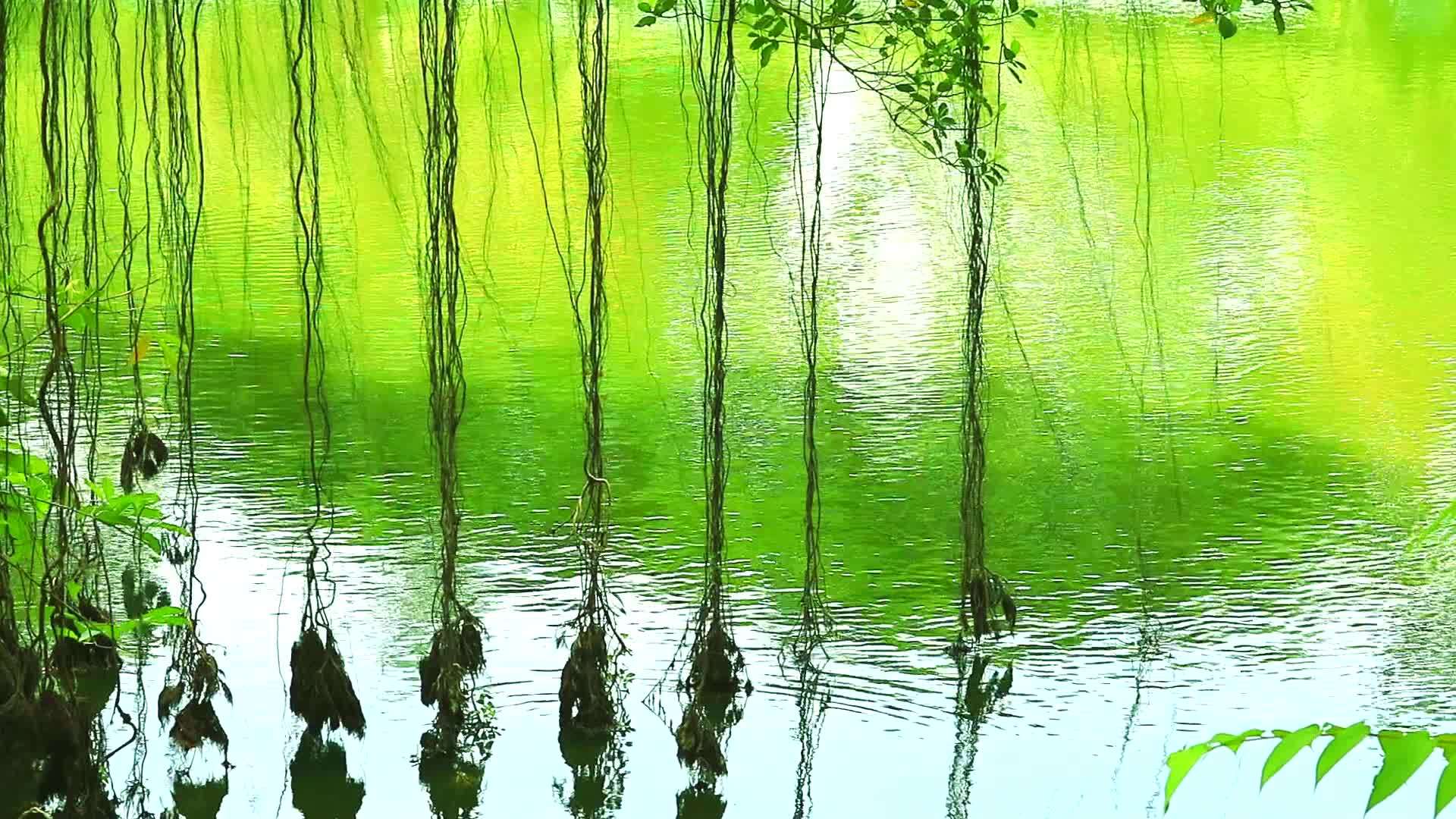 Banyan湖中水面上的树木摇摆根3视频的预览图