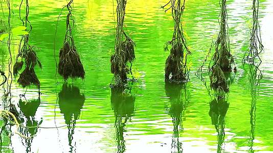 Banyan在湖面上摇曳的树根视频的预览图