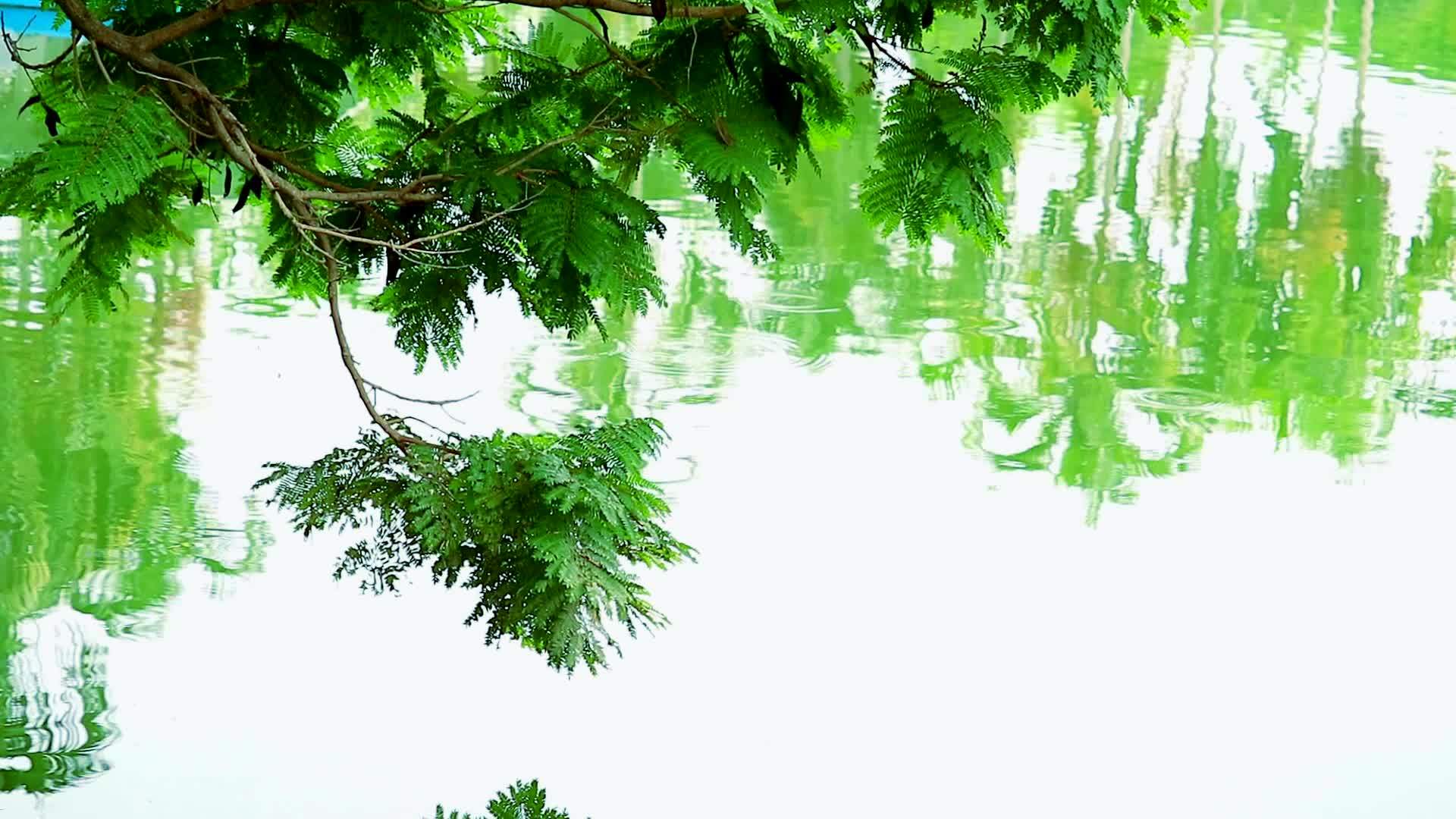 横跨树枝的垂直和湖水的模糊反射视频的预览图