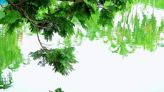 横跨树枝的垂直和湖水的模糊反射视频的预览图