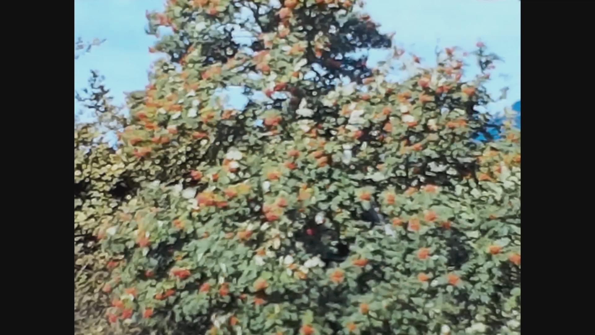 1965年统一王国树木细节视频的预览图