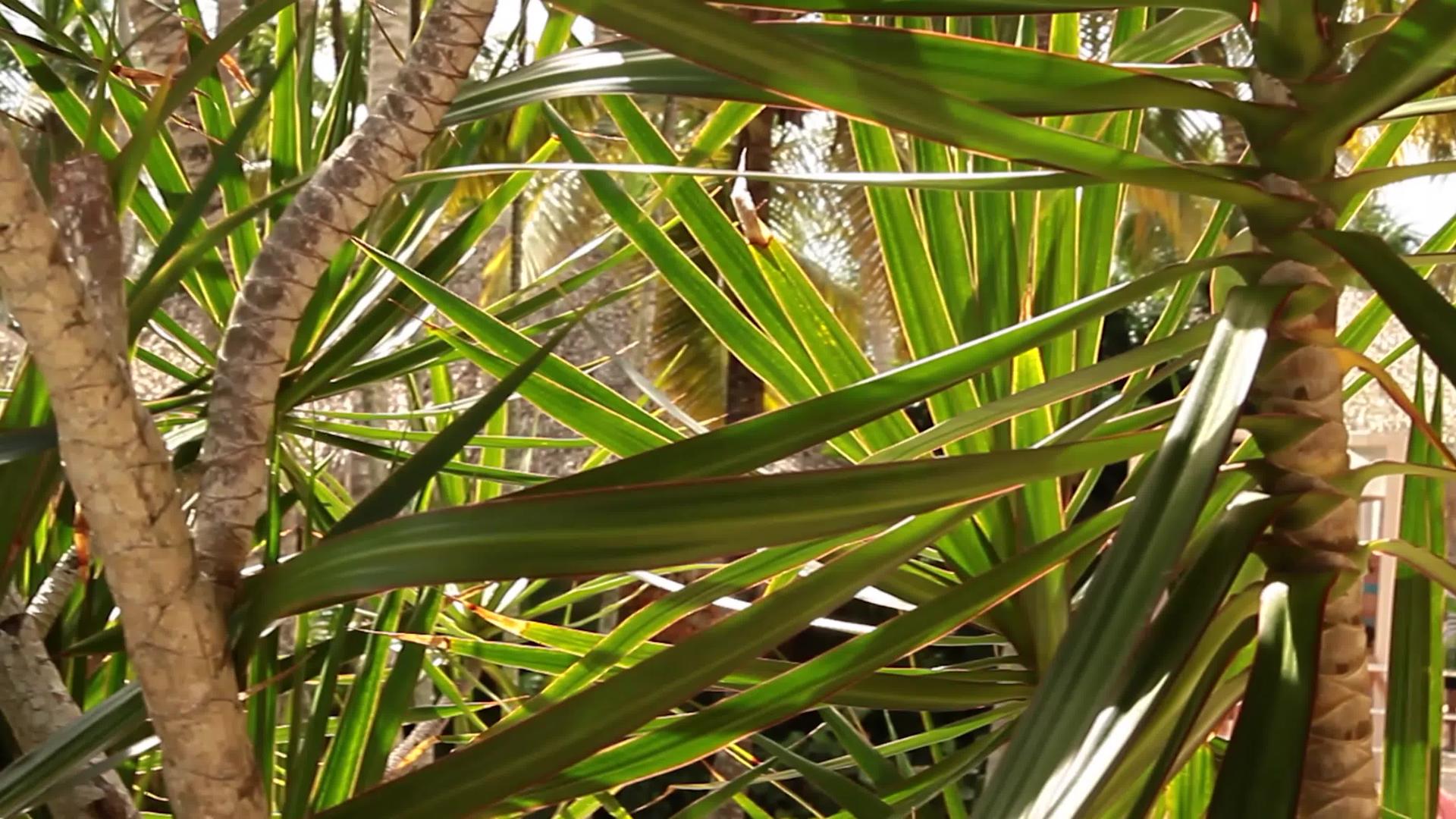 棕榈树细节3视频的预览图