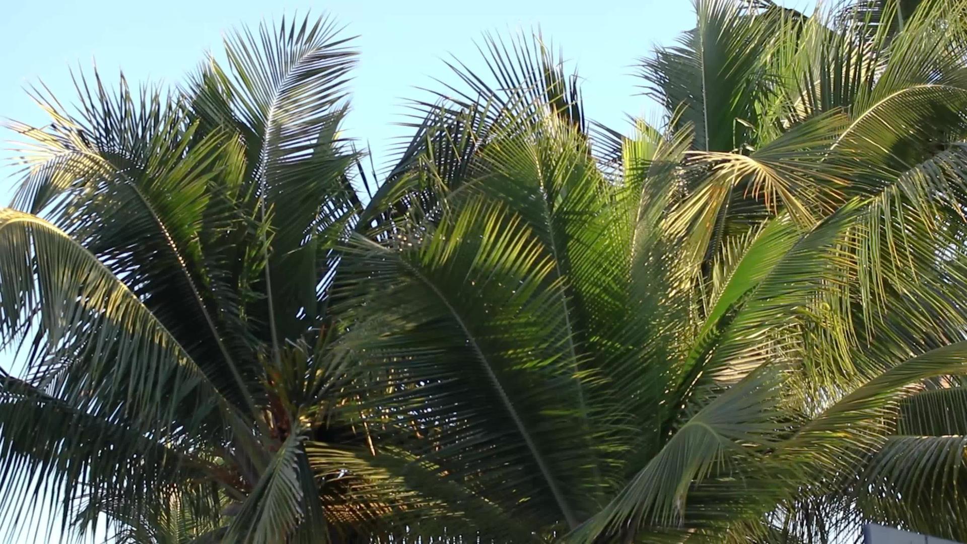 棕榈树细节视频的预览图