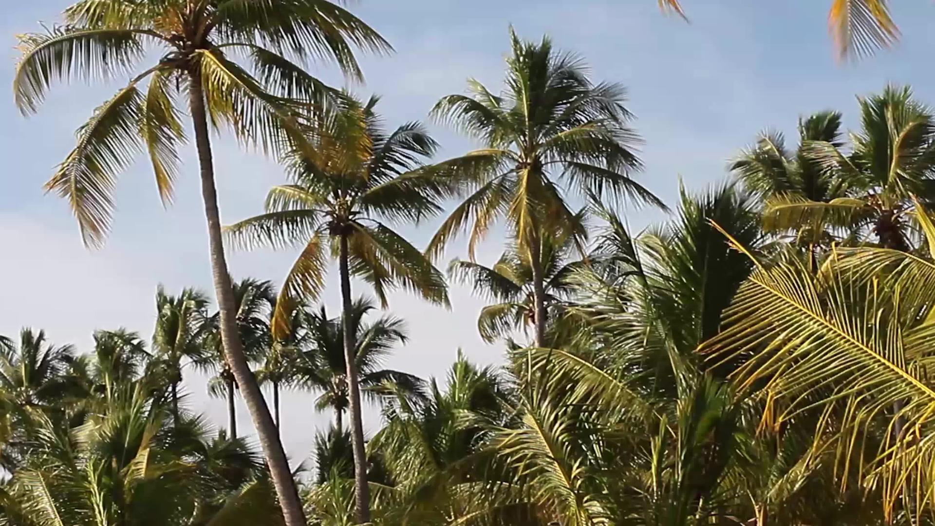 棕榈树细节2视频的预览图