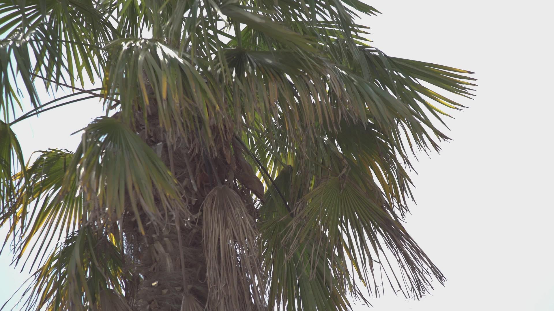 上面的棕榈细节视频的预览图