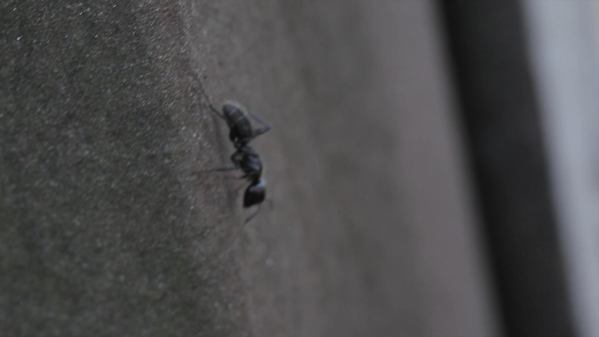 蚂蚁行走的细节视频的预览图
