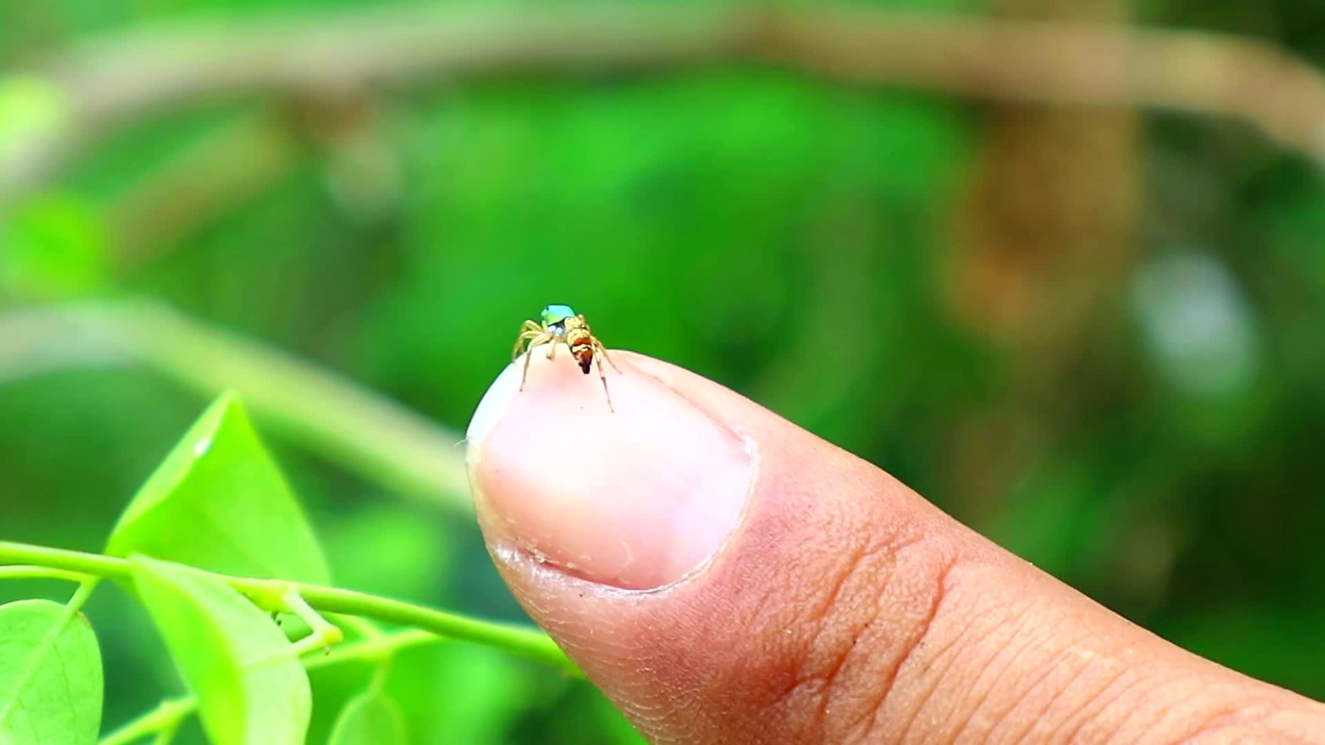 蜘蛛在园艺人的手指上跳舞花园里的绿叶模糊不清视频的预览图