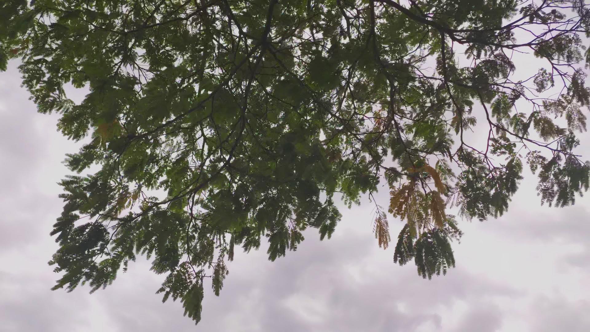 风吹风发芽的树枝2号细节视频的预览图