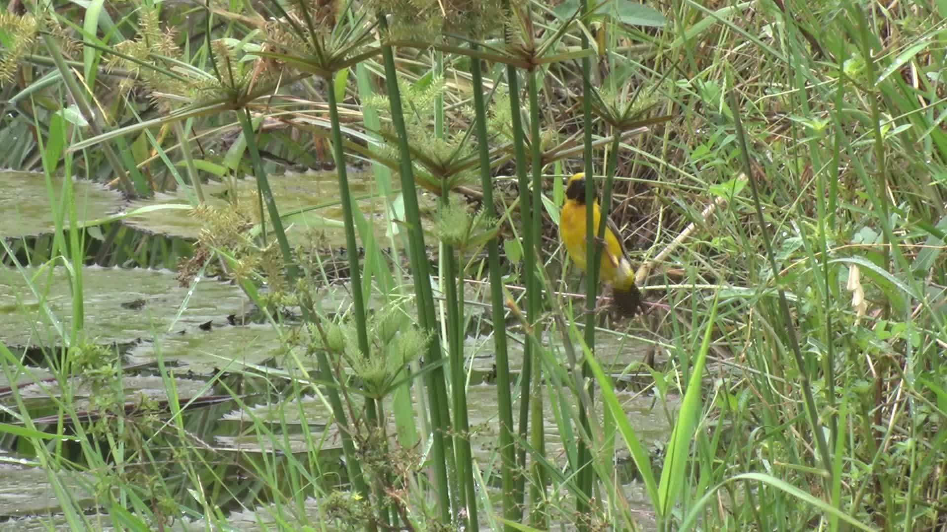 金黄织金鸟视频的预览图