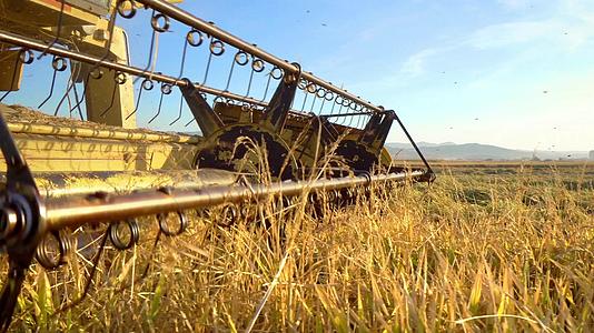 剪切机和收割机收集大米和小麦作物视频的预览图