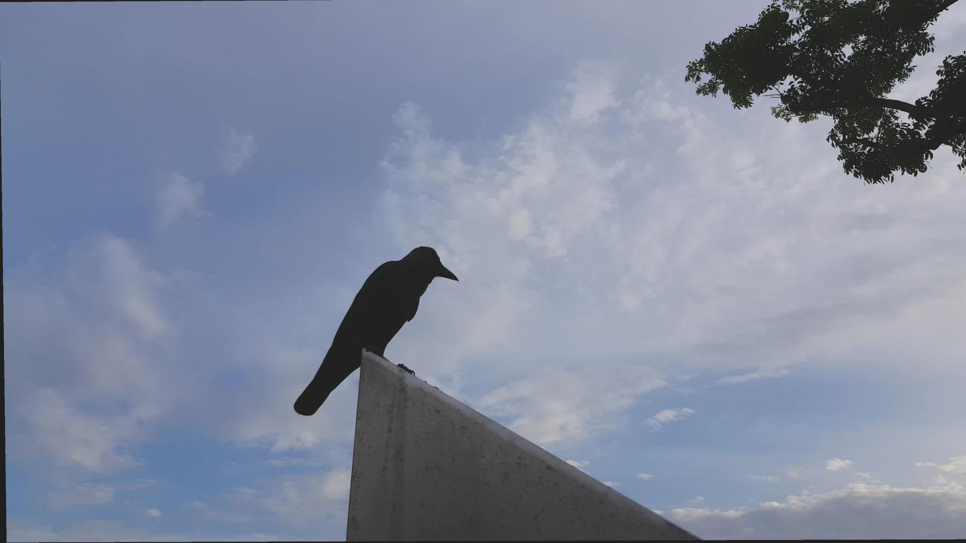 乌鸦站在纪念碑的顶端视频的预览图